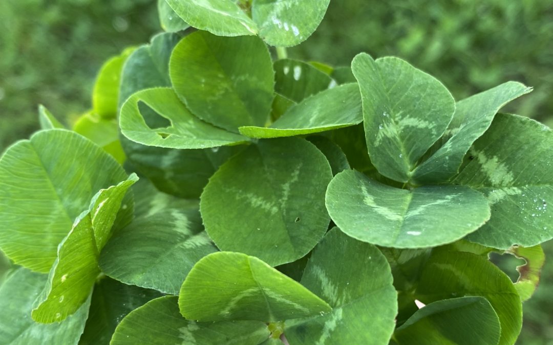 Die Sache mit den Kleeblättern