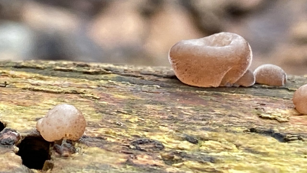 9AA6DAE7 B1F9 46B0 B26D C71428BB1CC7