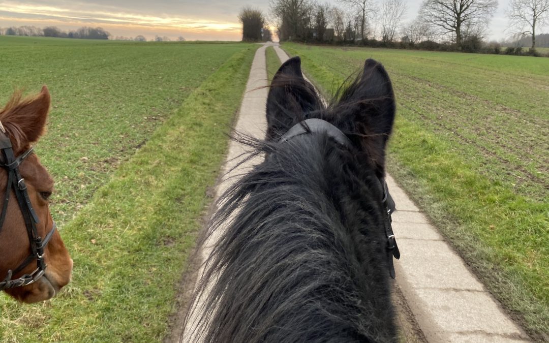 Das Pferd als Spiegel