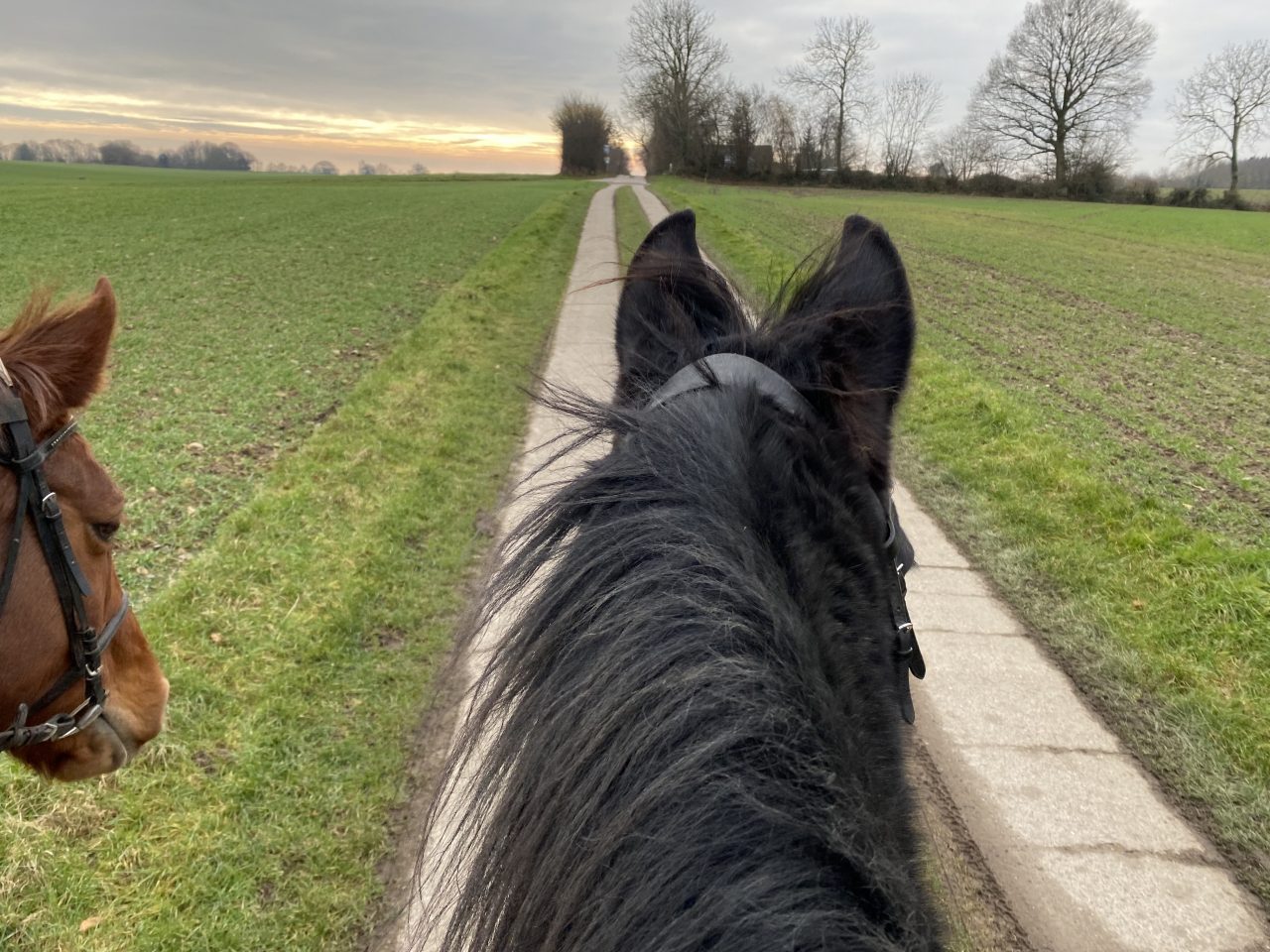 Das Pferd als Spiegel