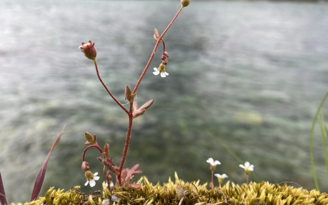 Blogbeitrag: Die Magie des leeren Blattes – Ein Plädoyer für das Schreiben auf Papier