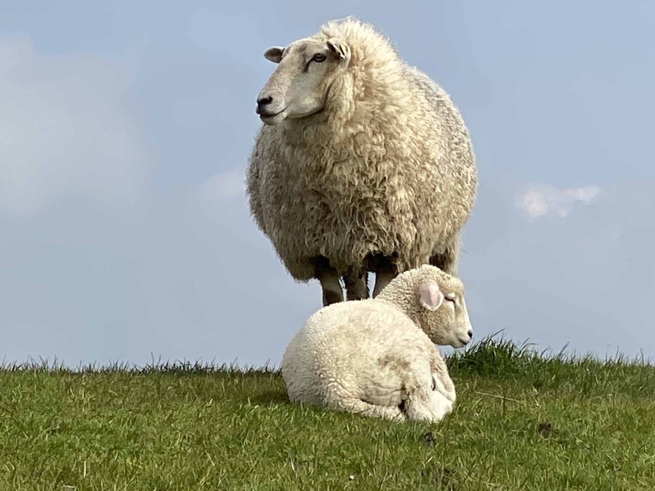 Anderssein – Warum es großartig ist, ein schwarzes Schaf zu sein