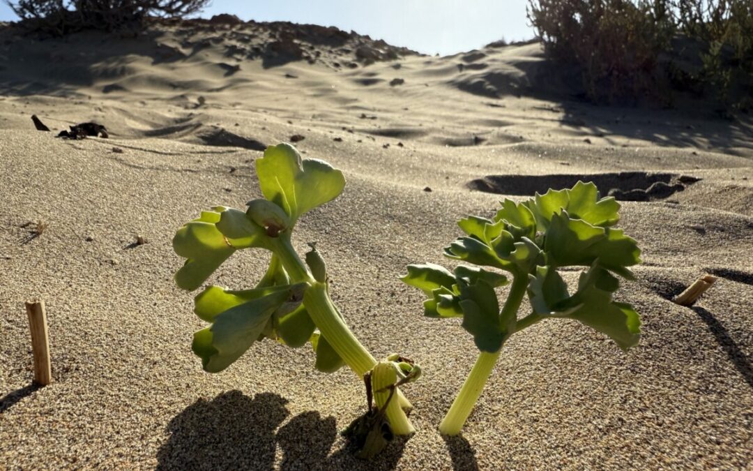 Warum ich nicht den Kopf in den Sand stecke